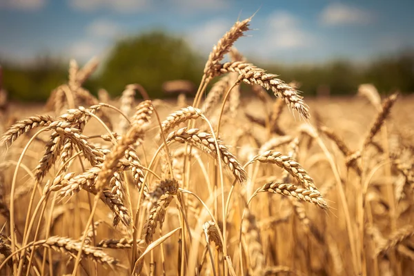 Zlatá zralá pšeničná pole, slunečný den, měkké zaostření, zemědělská krajina, rostoucí rostliny, pěstování plodin, podzimní příroda, koncepce sklizně — Stock fotografie