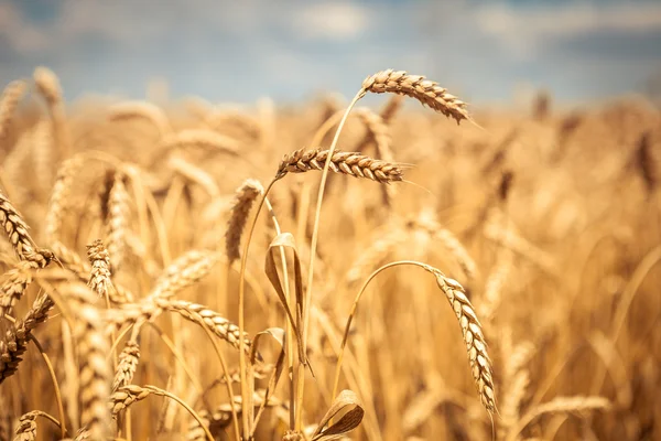 Campo de trigo maduro dorado, día soleado, enfoque suave, paisaje agrícola, planta en crecimiento, cultivo, naturaleza otoñal, concepto de temporada de cosecha — Foto de Stock