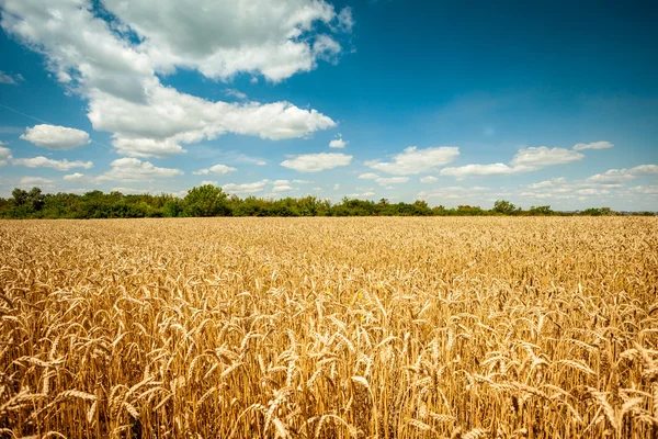 Campo de trigo maduro dourado, dia ensolarado, foco suave, paisagem agrícola, planta em crescimento, cultivo, natureza outonal, conceito de estação de colheita — Fotografia de Stock