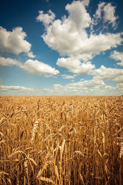 Gouden rijpe tarwe veld, zonnige dag, zachte focus, landbouwlandschap, groeiende plant, cultiveren gewas, herfstnatuur, oogstseizoen concept — Stockfoto