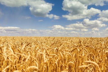 Arka planda mavi gökyüzü olan altın buğday tarlası