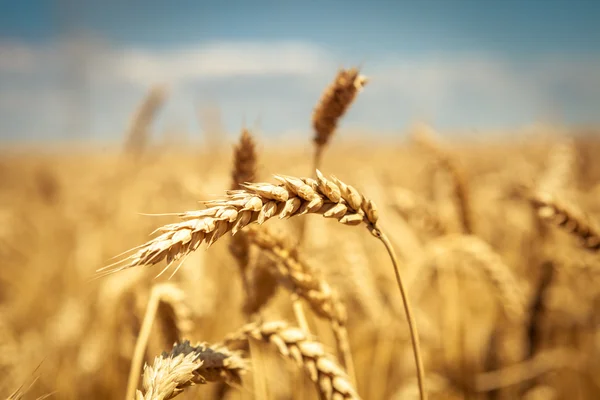 Zlaté pšeničné pole s modrou oblohou v pozadí — Stock fotografie