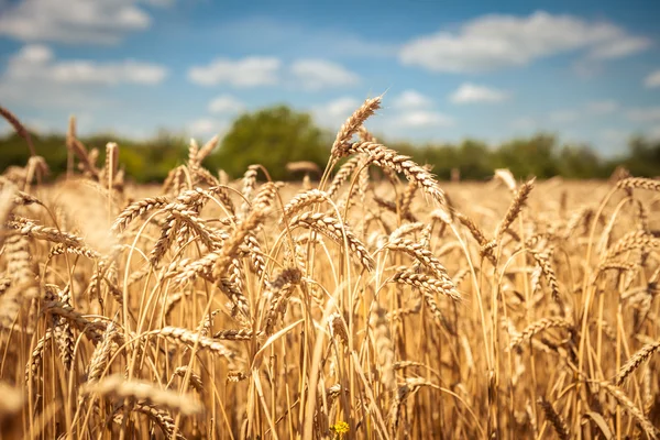 Campo de trigo dorado con cielo azul en el fondo —  Fotos de Stock