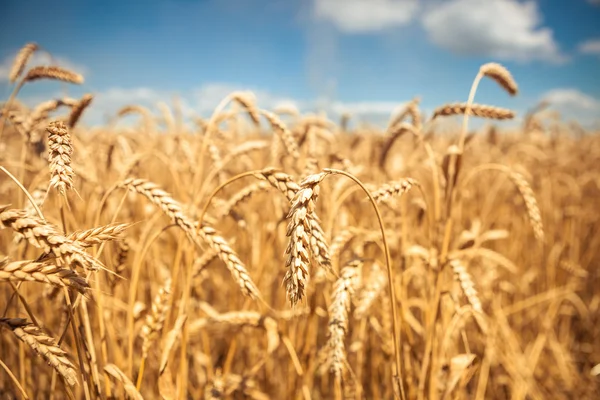 Gyllene vete fält med blå himmel i bakgrunden — Stockfoto