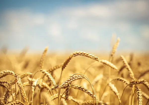 Golden wheat field Stock Photos, Royalty Free Golden wheat field Images |  Depositphotos