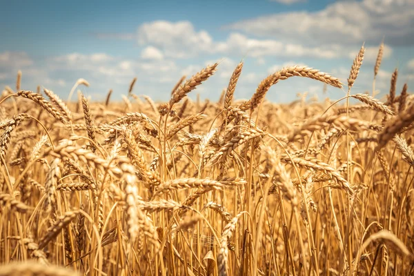 Goldweizenfeld mit blauem Himmel im Hintergrund — Stockfoto