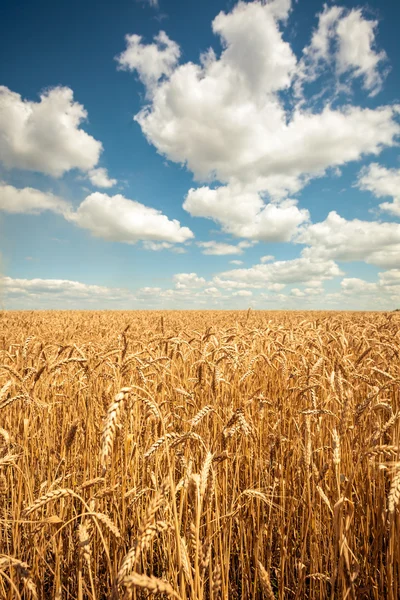 Gouden tarweveld met blauwe lucht op de achtergrond — Stockfoto