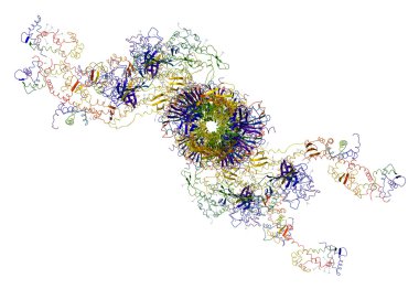 Moleküler motor: myosins ve kas kasılmaları neden aktin