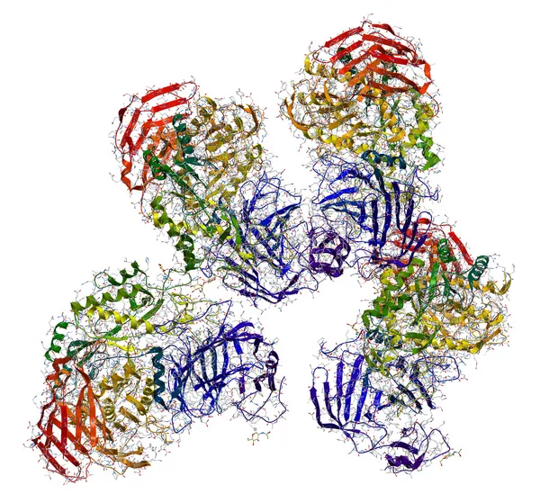 sucrase-isomaltase enzim yapısı