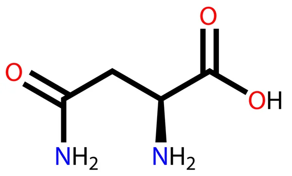 Fórmula estrutural de asparagina de aminoácidos —  Vetores de Stock