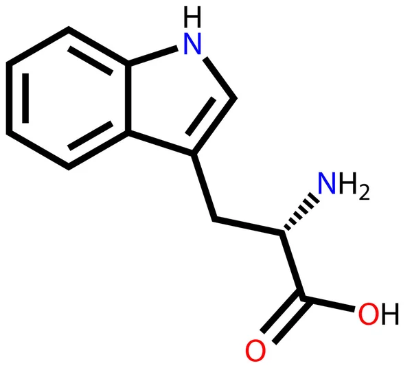 Essential amino acid tryptophan structural formula — Stock Vector