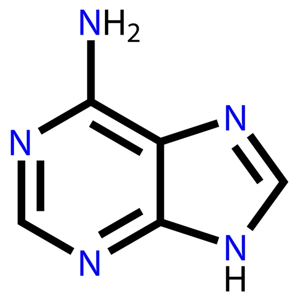 Nucleobase adenina fórmula estructural — Vector de stock