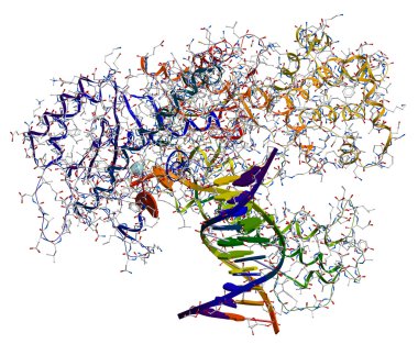 DNA polimeraz ı. dna yineleme içinde yer aldığı bir enzim