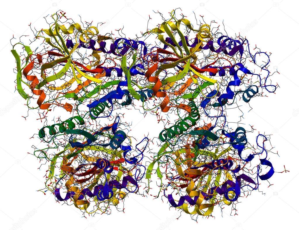 proteina de huevo albumina proteina de huevo albumina
