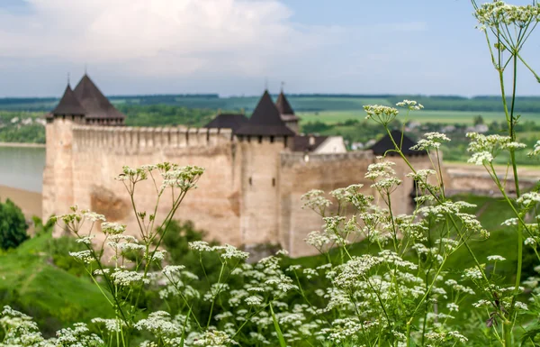 Achillea millefolium (achillée) sur fond de Khotyn c — Photo