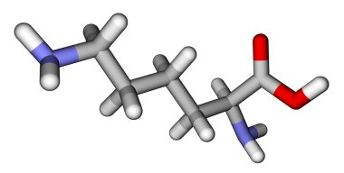 lizin amino asit moleküler model yapışıyor