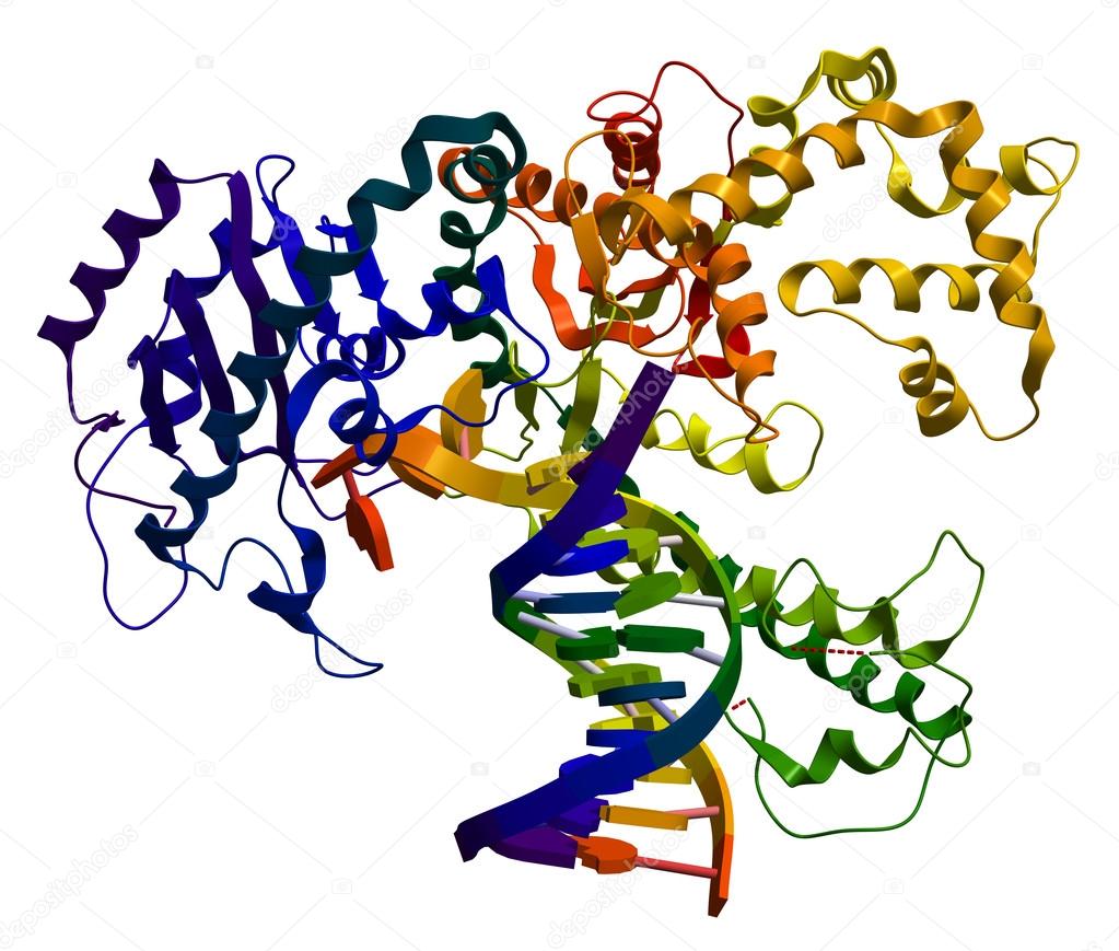 DNA polymerase I. An enzyme that participates in the DNA replica