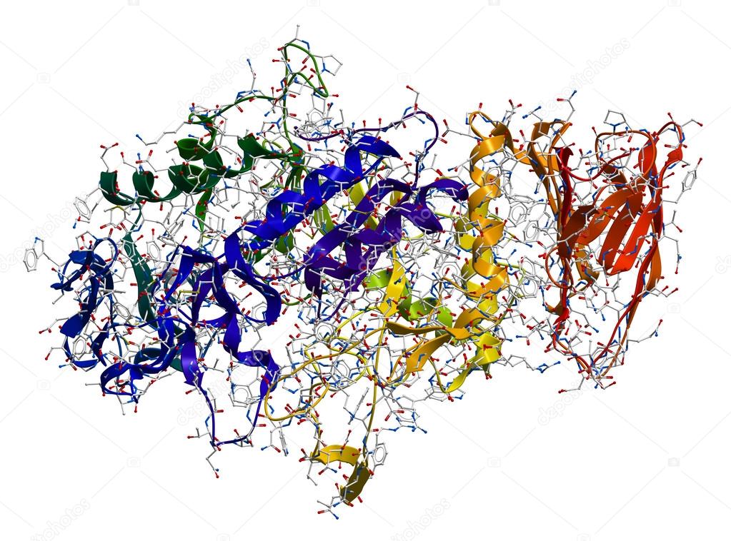 Alpha-Amylase, an enzyme that hydrolyses polysaccharides, such a