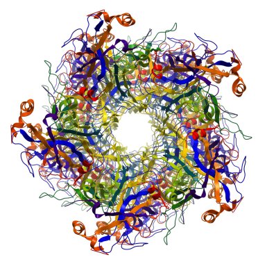 büyük kapsid protein l1 insan papilloma virüsü tip 16 molecul