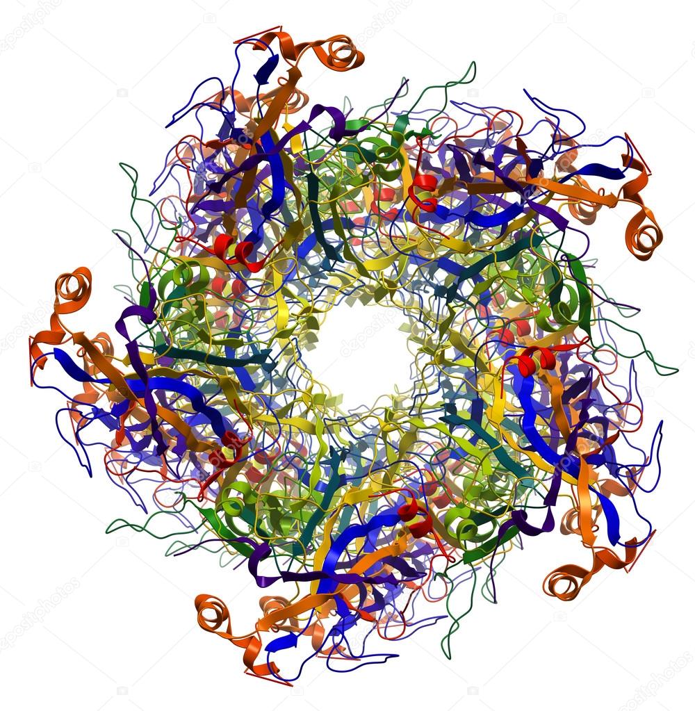 Major Capsid Protein L1 of Human Papilloma Virus type 16 molecul