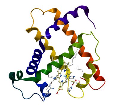 protein miyoglobin 3d moleküler model
