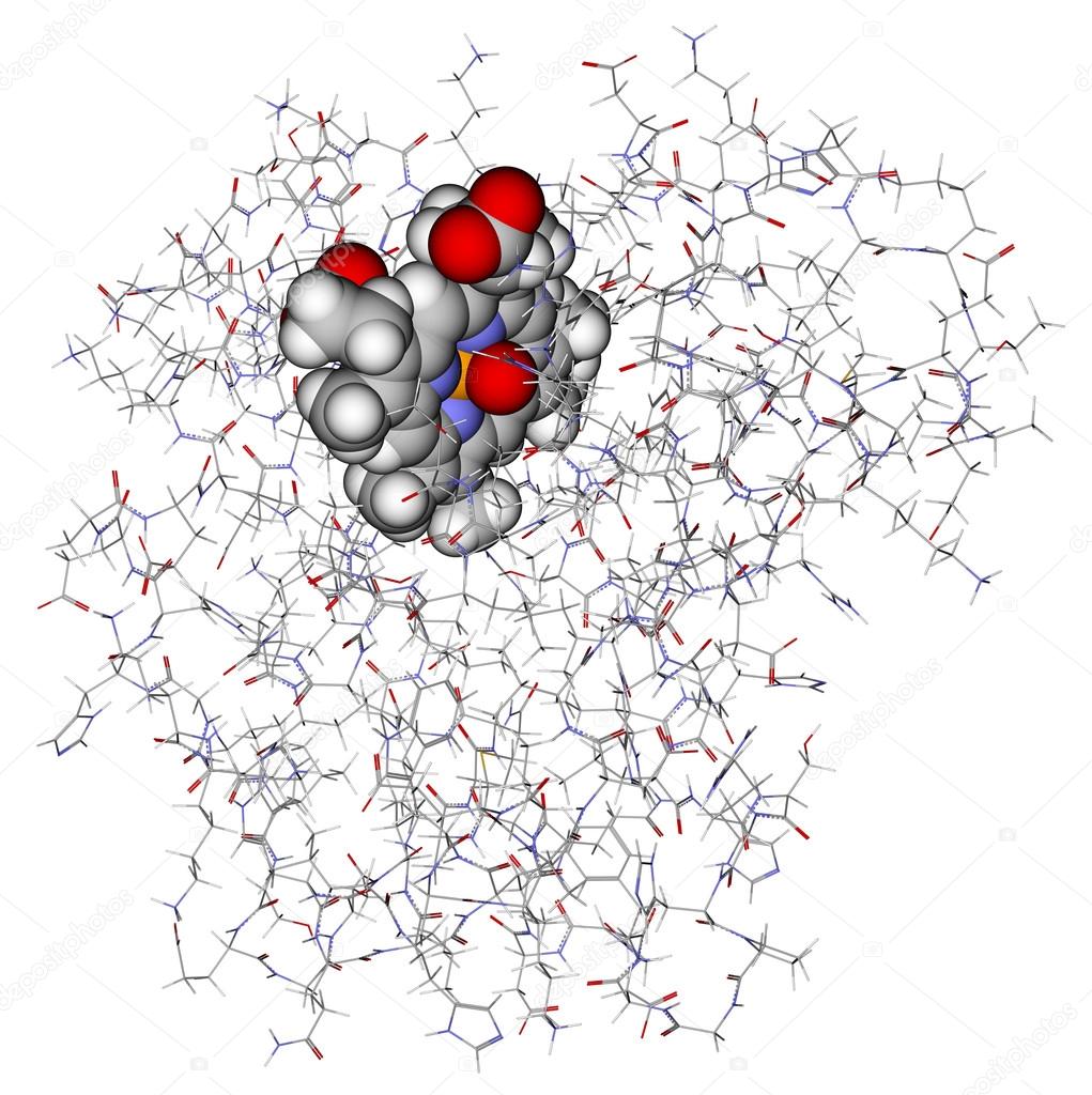 Protein myoglobin with heme showed in balls