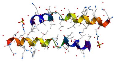 melittin, apitoxin (arı zehri asıl aktif bileşen)