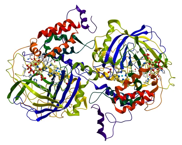 Enzyme Catalase, a very important antioxidant in organism — Stock Photo, Image