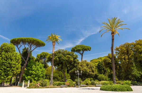 Árboles tropicales en Piazzale Napoleone I en Roma, Italia —  Fotos de Stock