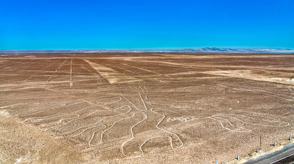 La figura dell'albero a Nazca in Perù — Foto Stock