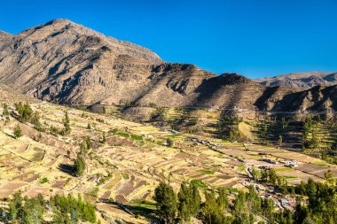 Peru 'daki Colca Kanyonu yakınlarındaki Huambo' daki tarlalar.