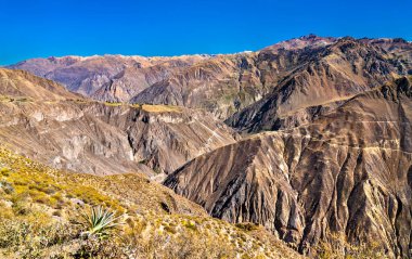 Peru 'daki Colca Kanyonu Manzarası