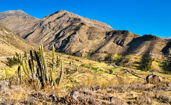 Cactus et terrasses à Huambo près du canyon Colca au Pérou — Photo