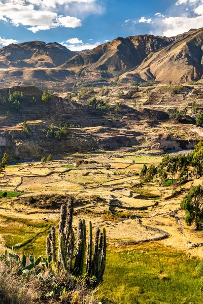 Pola tarasowe w kanionie Colca w Peru — Zdjęcie stockowe