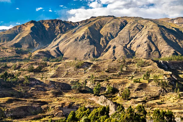 Campos com terraço dentro do Canyon Colca no Peru — Fotografia de Stock