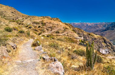 Peru 'daki Colca Kanyonu' nda yürüyüş yolu.
