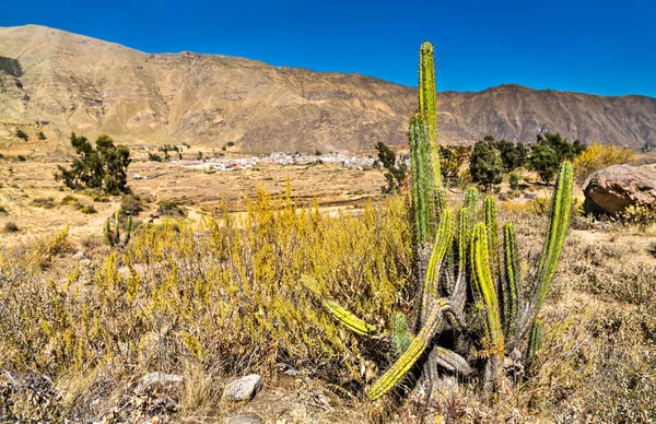 Plantas de cactus en el Cañón del Colca en Perú —  Fotos de Stock