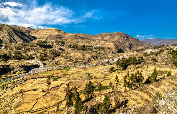 Terraced field within the Colca Canyon in Peru — Zdjęcie stockowe