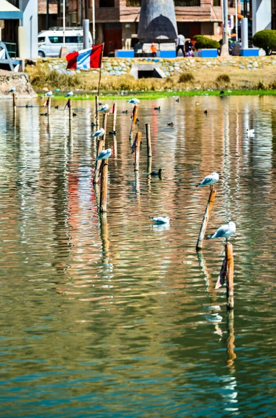 Mouettes andines au lac Titicaca au Pérou — Photo