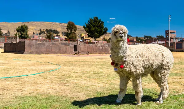 Alpaca en el Templo de Fertilidad Inca Uyo en Chucuito, Perú — Foto de Stock