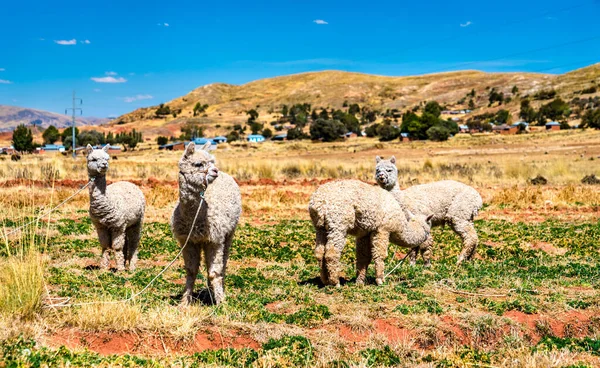 Alpacas cerca del Lago Titicaca en Perú — Foto de Stock