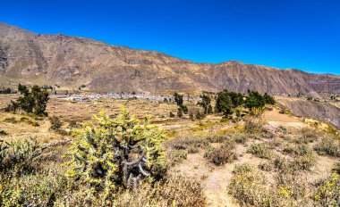 Peru 'daki Colca Kanyonu' ndaki kaktüs bitkileri.
