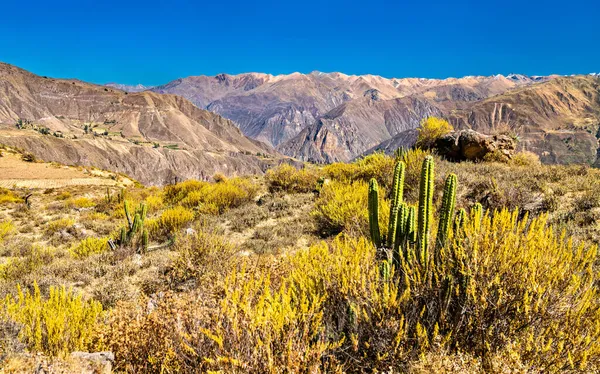 Kakteenpflanzen am Colca Canyon in Peru — Stockfoto