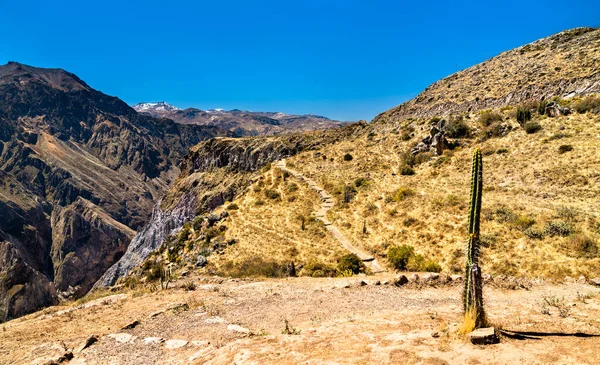 Kakteenpflanze am Colca Canyon in Peru — Stockfoto