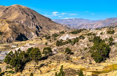 Peru 'daki Colca Kanyonu Manzarası