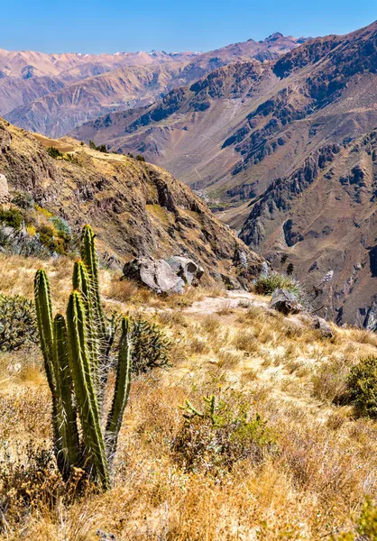 Kaktusy w kanionie Colca w Peru — Zdjęcie stockowe