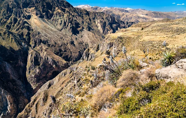 Пейзаж каньона Колка в Перу — стоковое фото