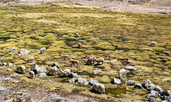 Alpacas en los Andes peruanos — Foto de Stock