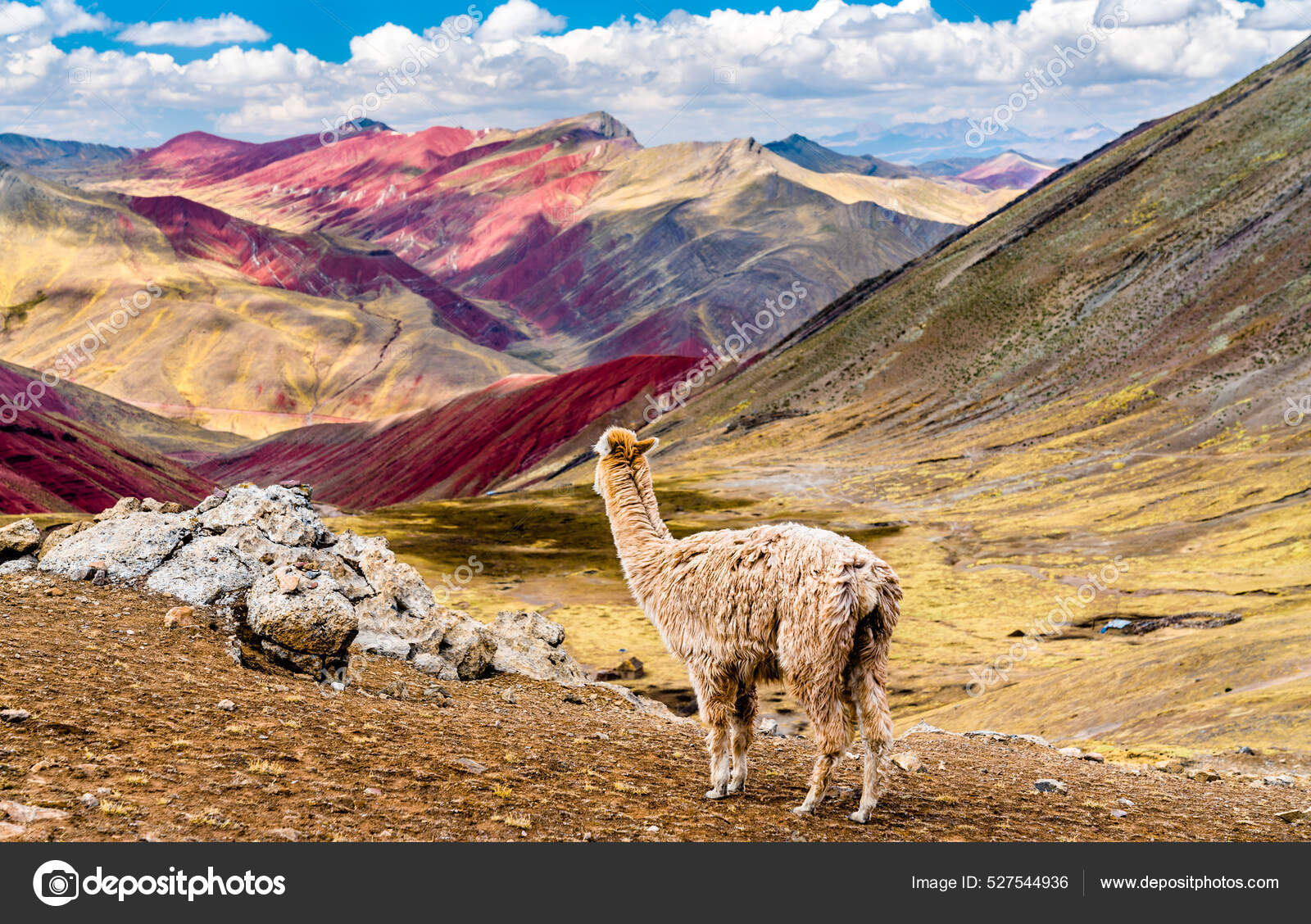 Alpaca at Palccoyo rainbow mountains in Peru — Stock Photo