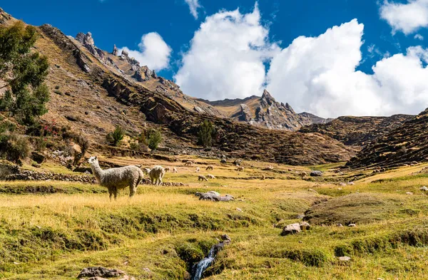 Alpakas im Palccoyo Regenbogengebirge in Peru — Stockfoto